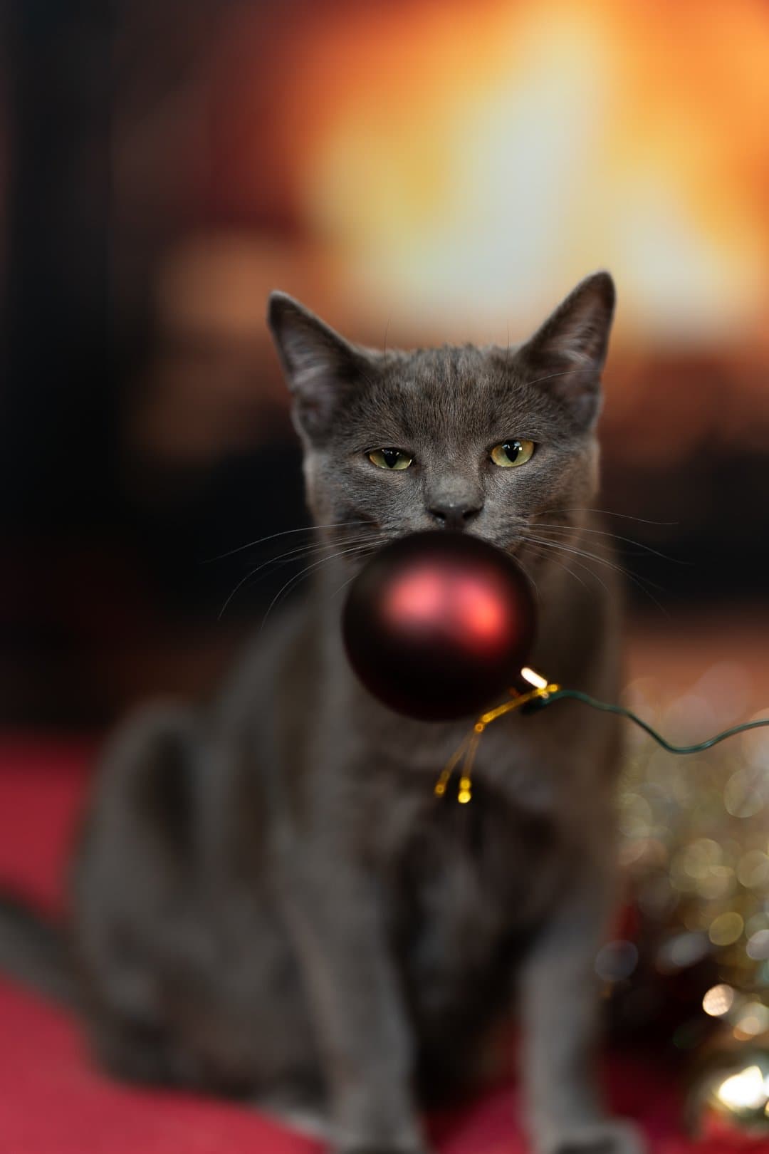 Chat élégant portrait professionnel — photographe chat Aix-en-Provence