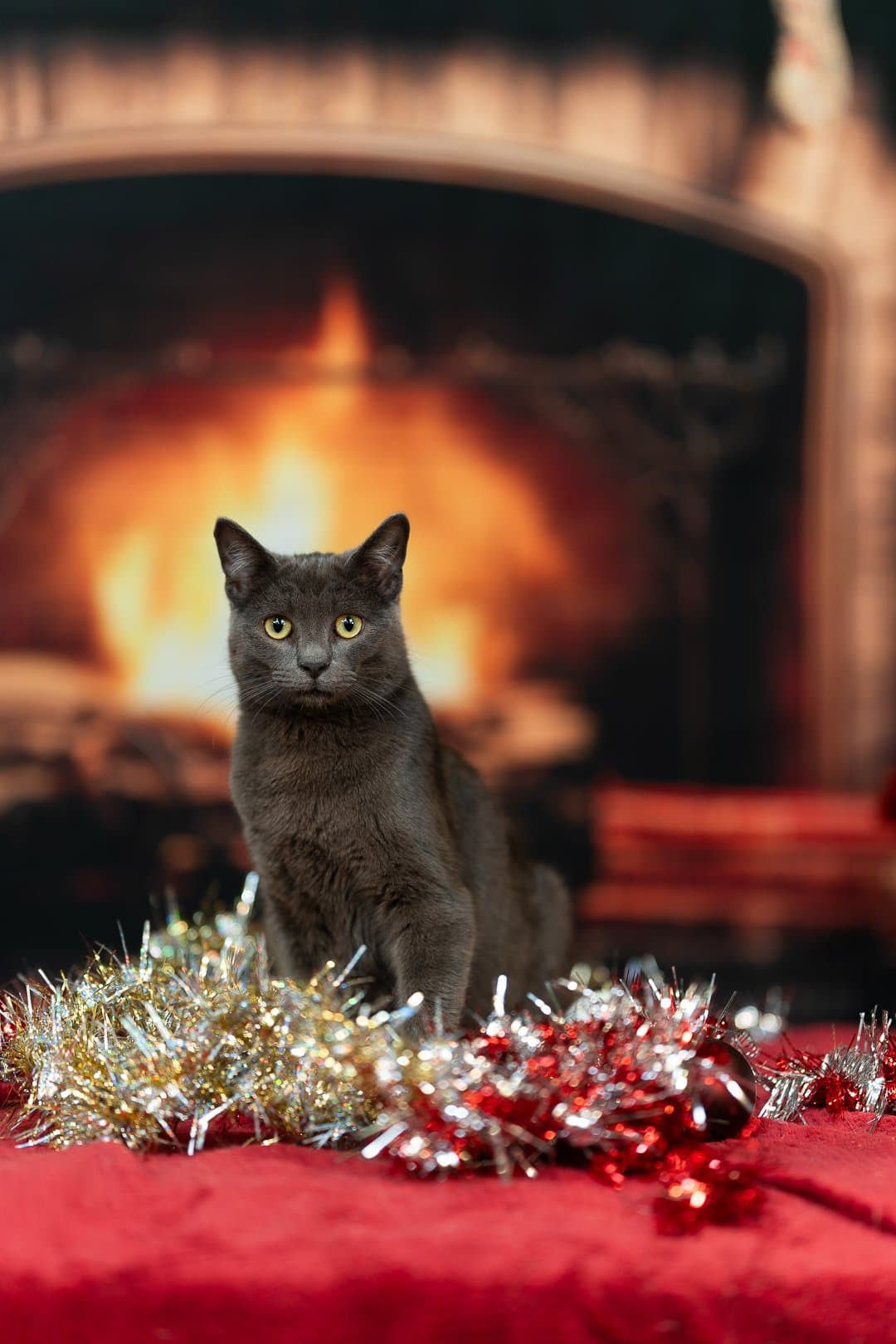 Chat portrait festif de Noël — Strioscopie