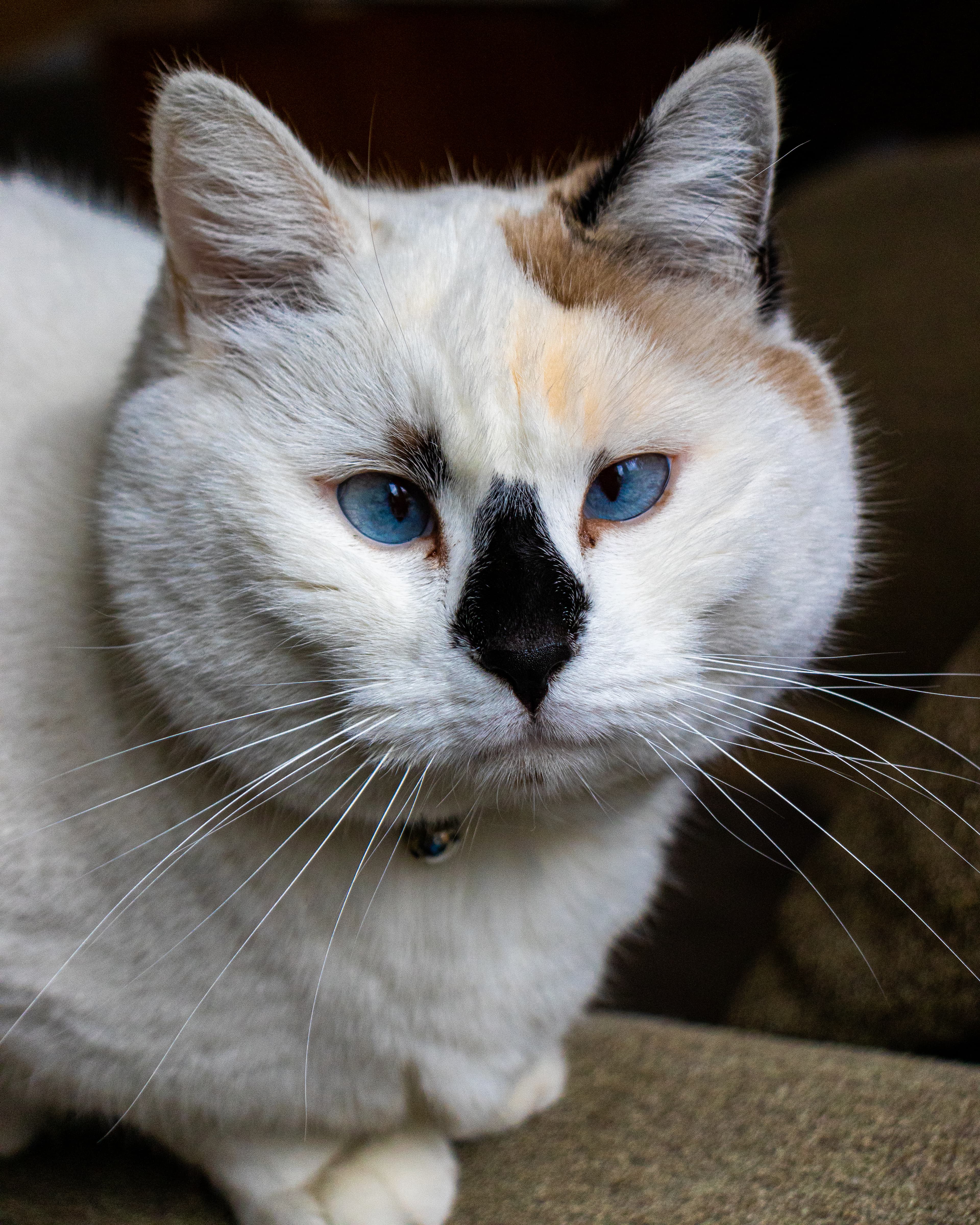 Lou, chat portrait naturel — photographe chat Aix-en-Provence