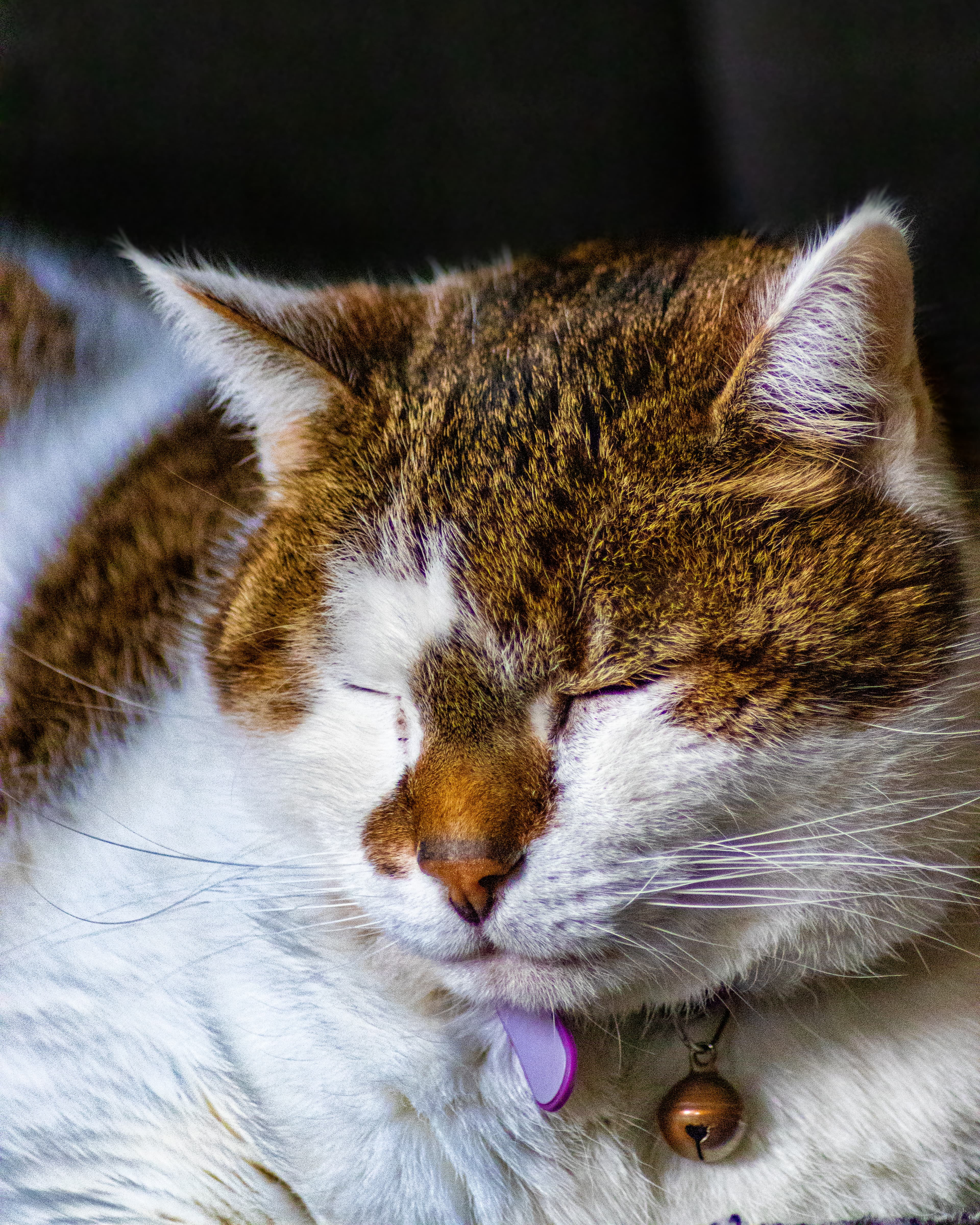Lou, chat portrait lumineux — Strioscopie photographe félin