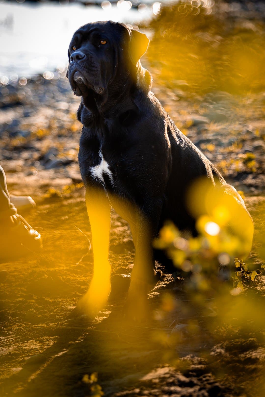 Aslan, cane corso noir portrait — photographe chien Provence