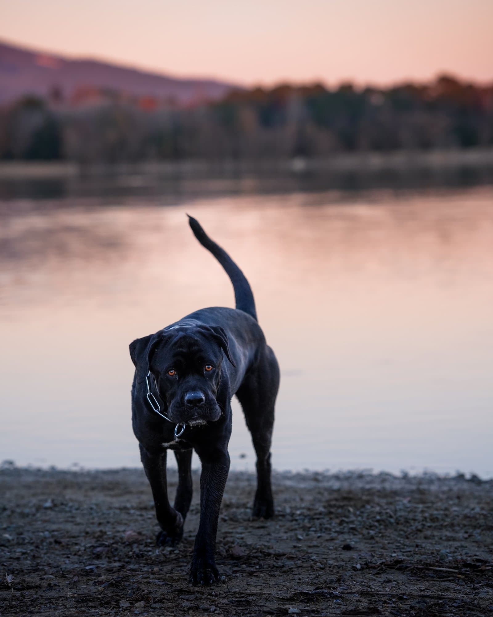 Cane corso regard puissant — Strioscopie photographe animalier