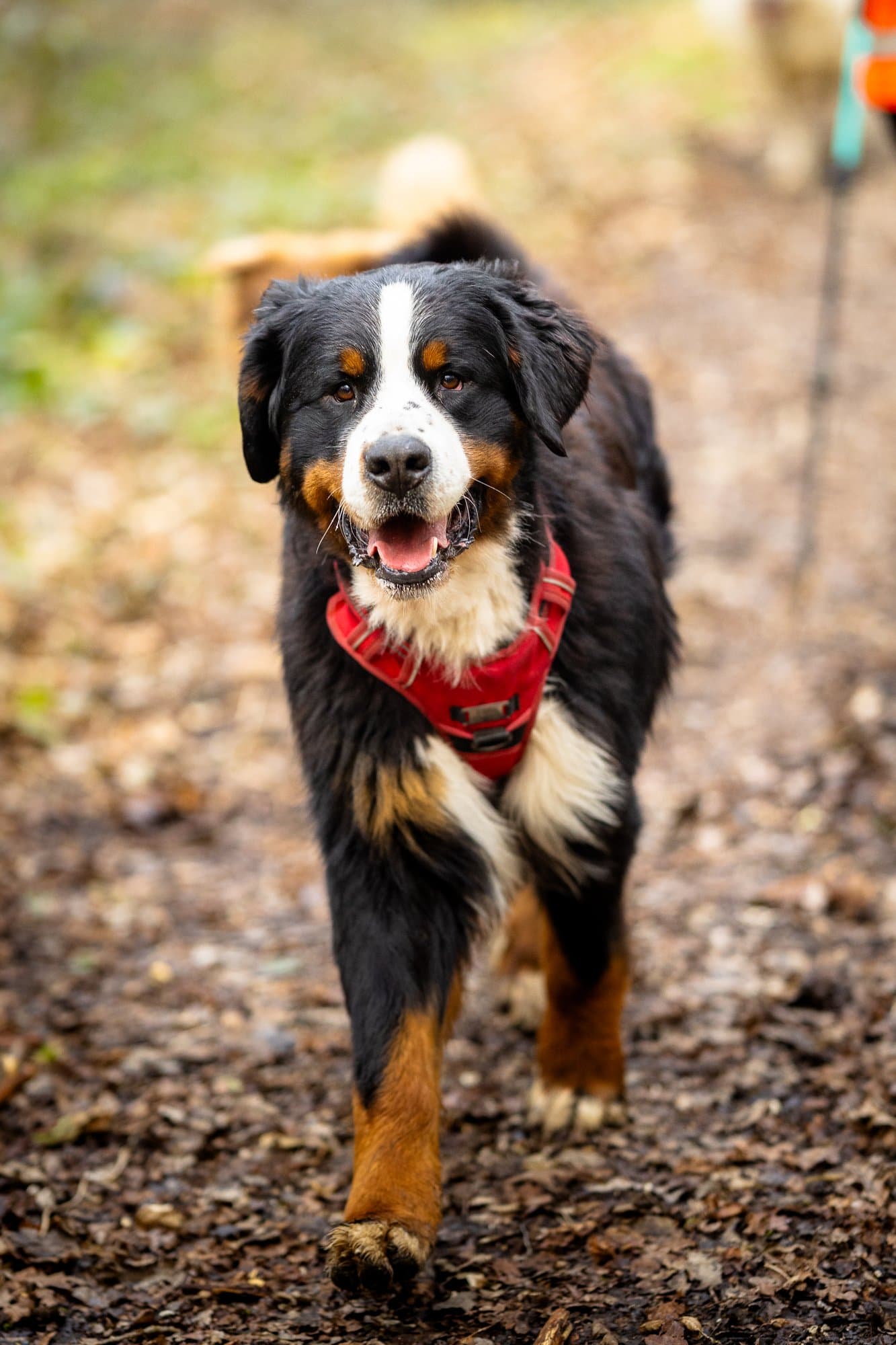 Bouvier bernois avec harnais rouge — photographe chien Pertuis