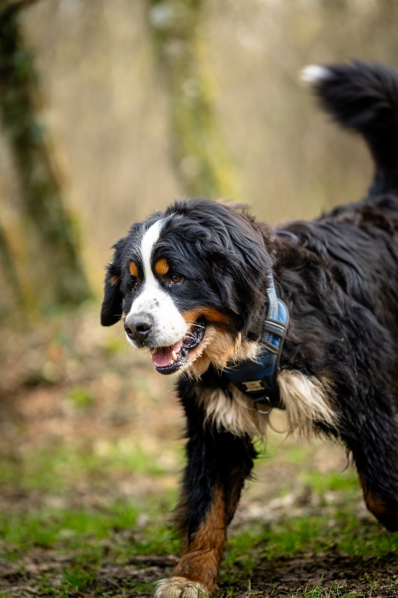 Portrait bouvier bernois — Strioscopie photographe animalier