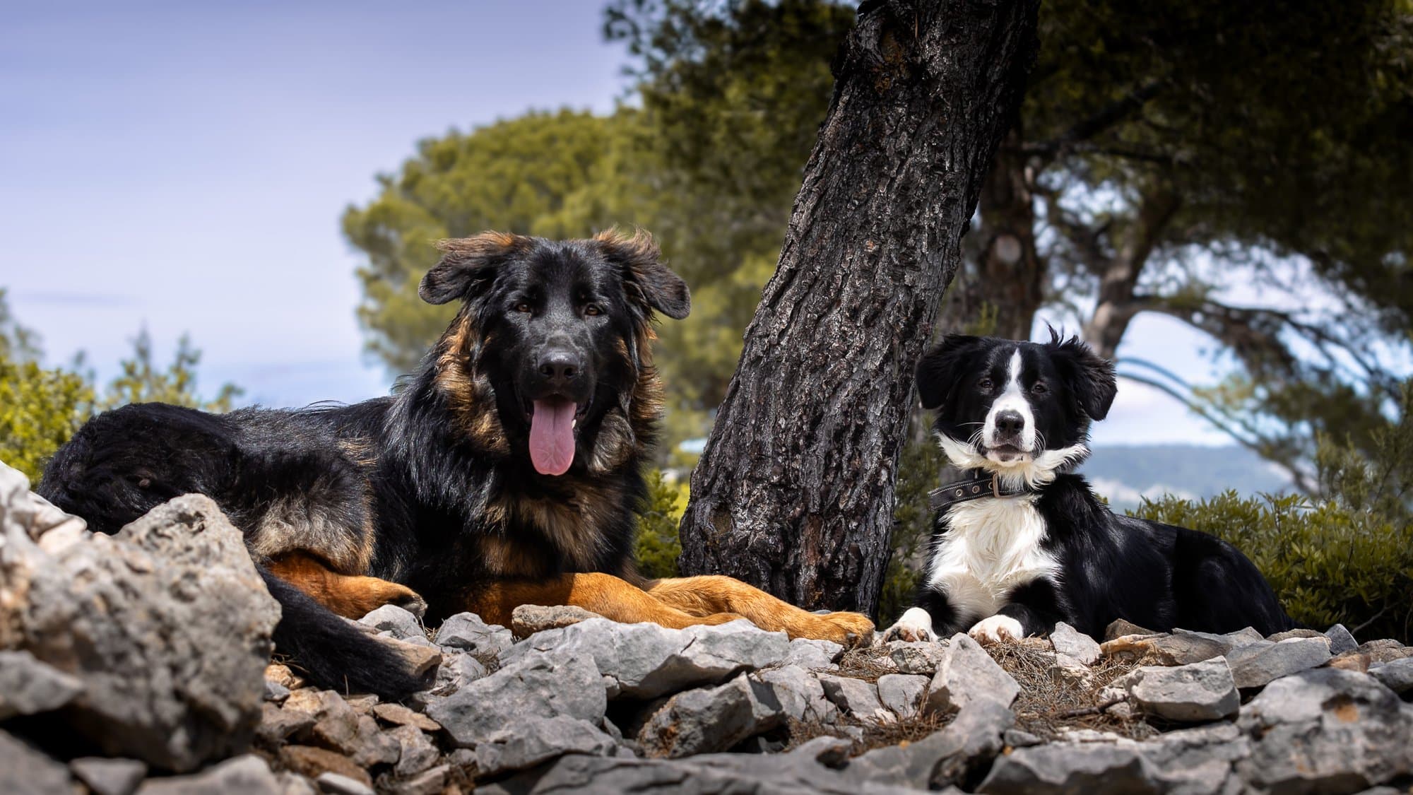 Ima, border collie portrait en lumière naturelle — Strioscopie