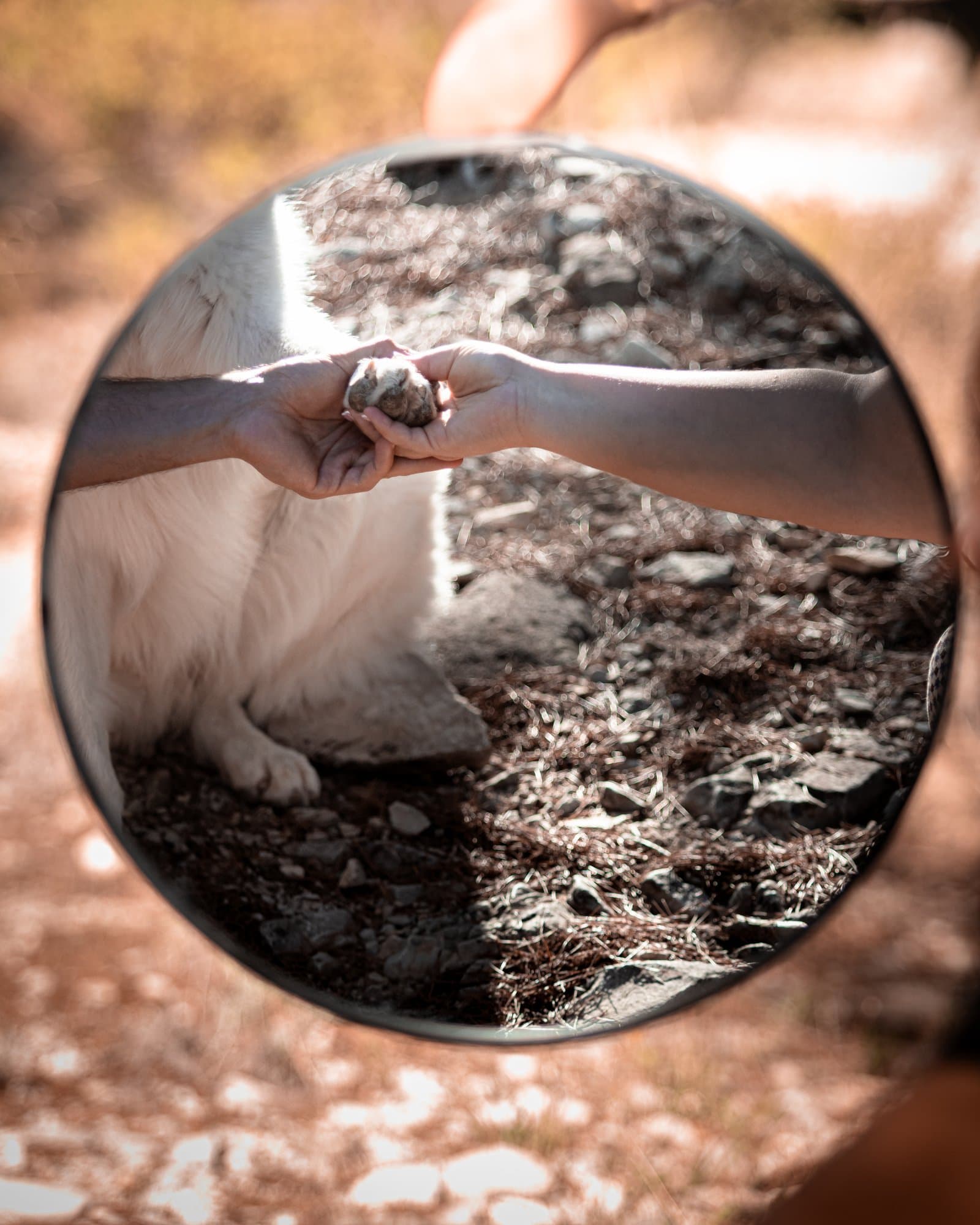 Berger blanc suisse en extérieur — Strioscopie Pertuis