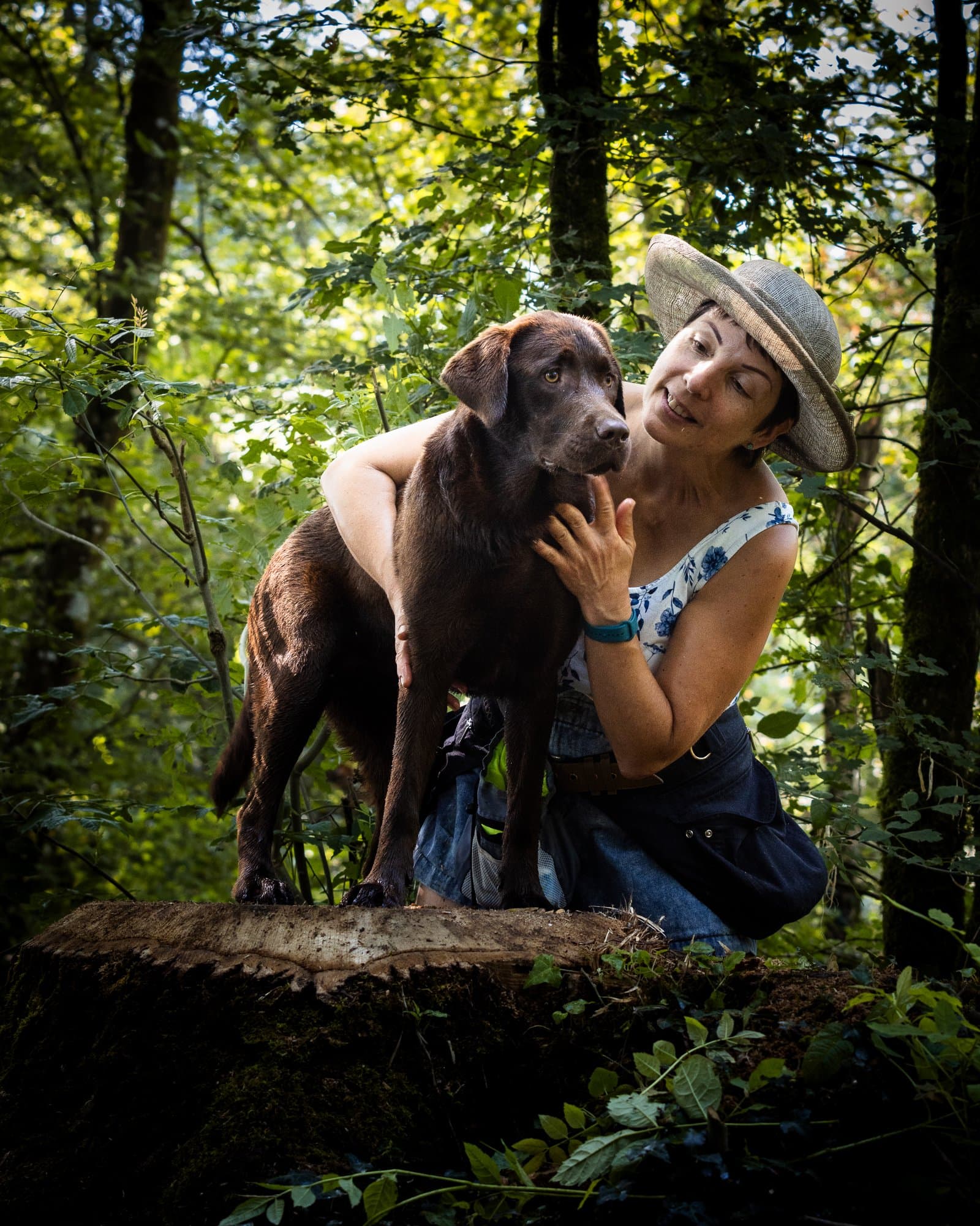 Labrador chocolat en nature — Strioscopie photographe animalier
