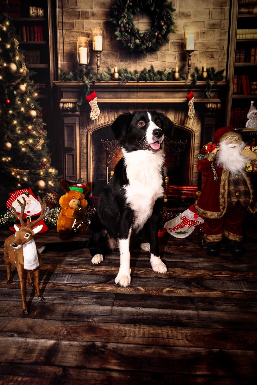 Border collie shooting Noël — Strioscopie photographe animalier