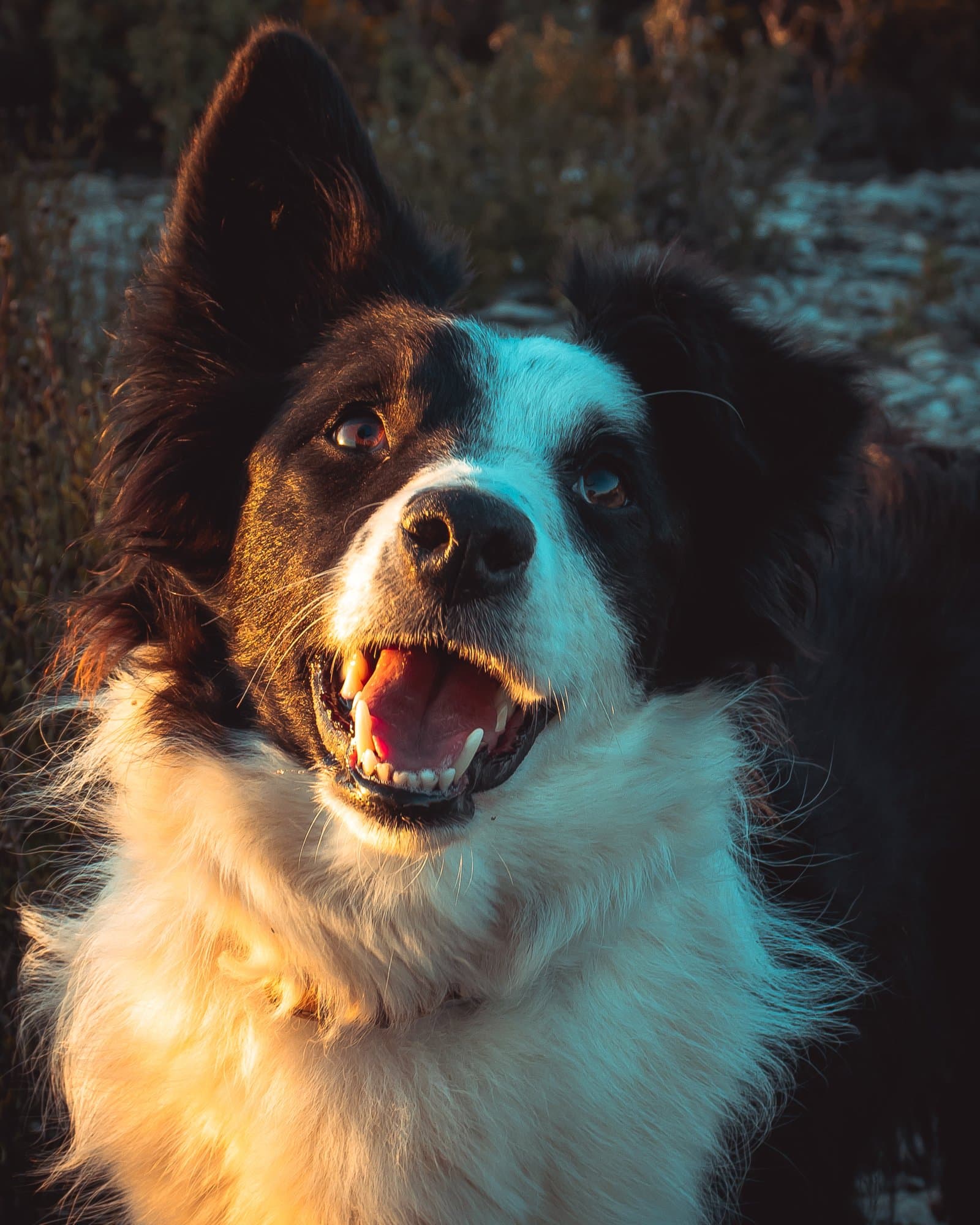 Peergynt, border collie portrait — photographe chien Pertuis