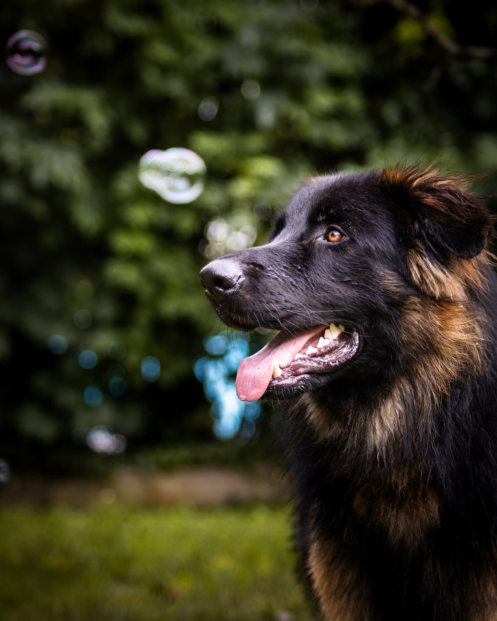 Berger allemand et bulle de savon — Strioscopie