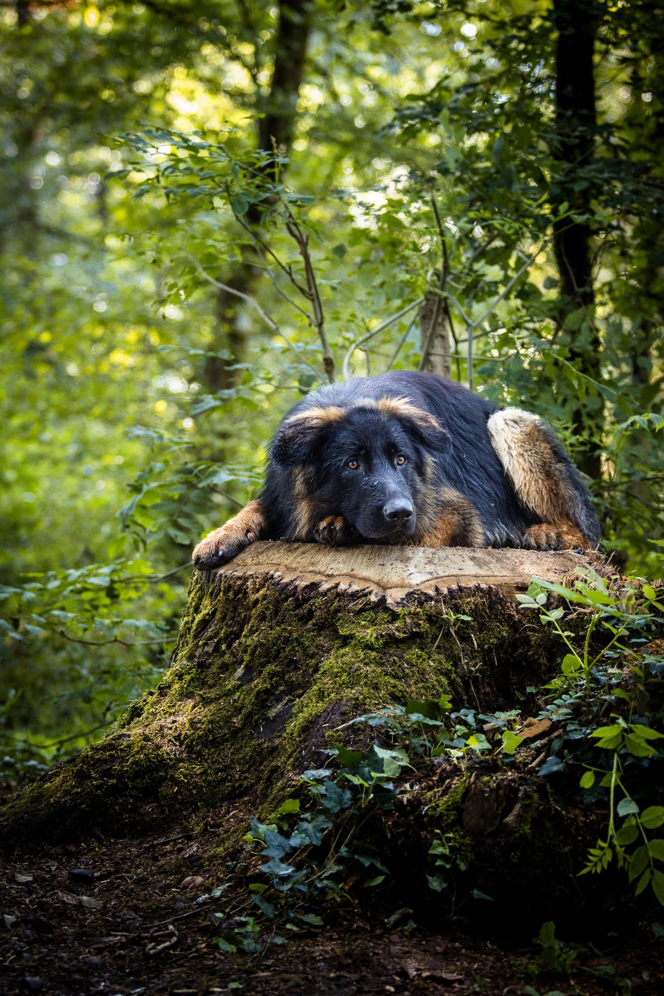 Ulk, berger allemand en forêt — photographe animalier Pertuis
