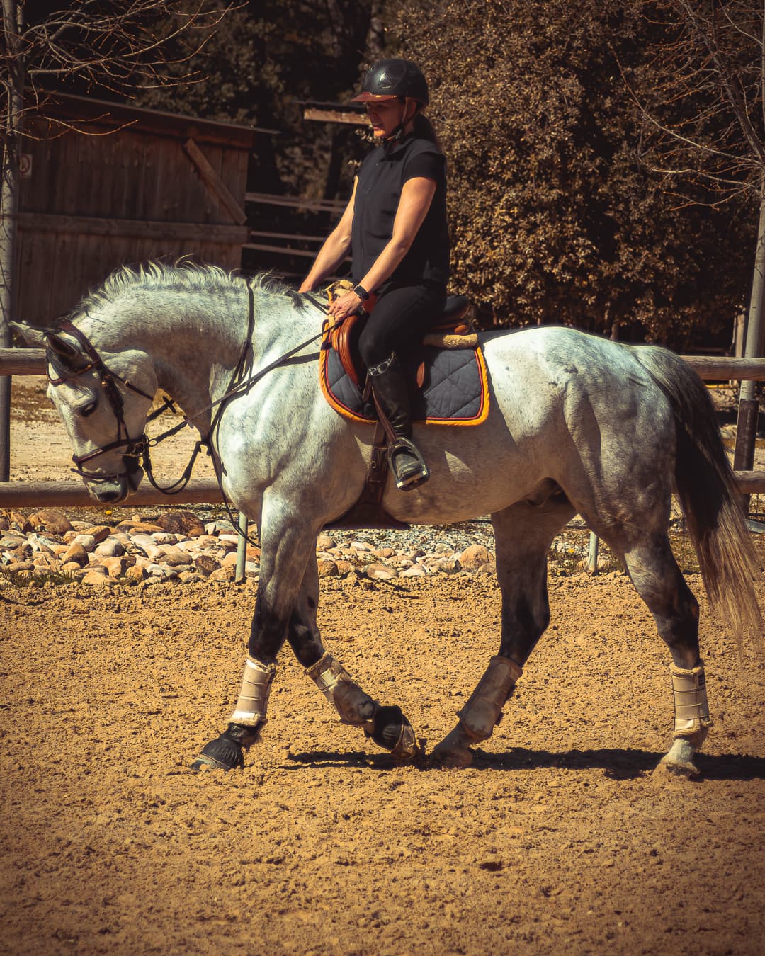 Cheval à l'écurie, moment de tendresse — Strioscopie