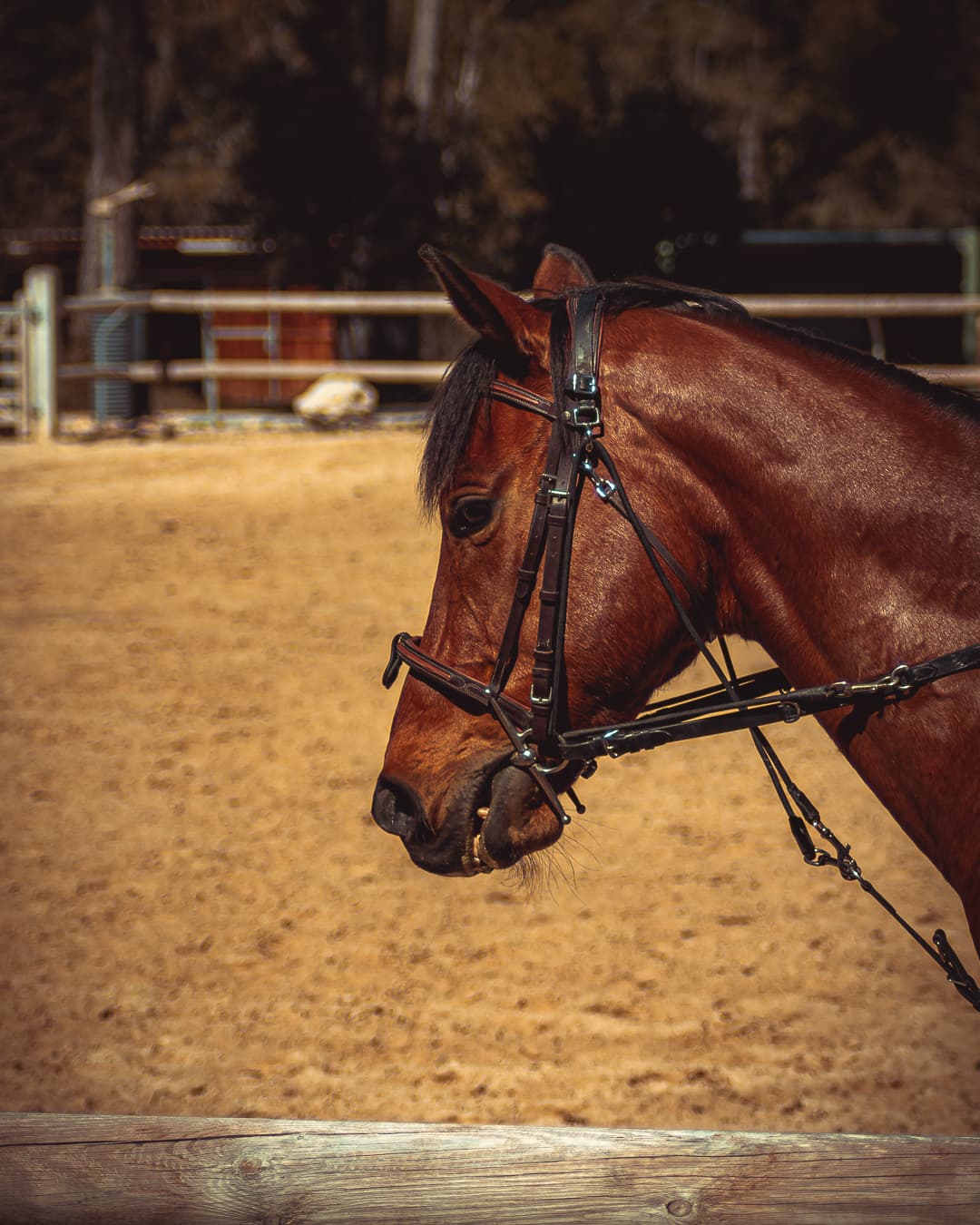 Cheval portrait au centre équestre de Ventabren — photographe équestre Provence