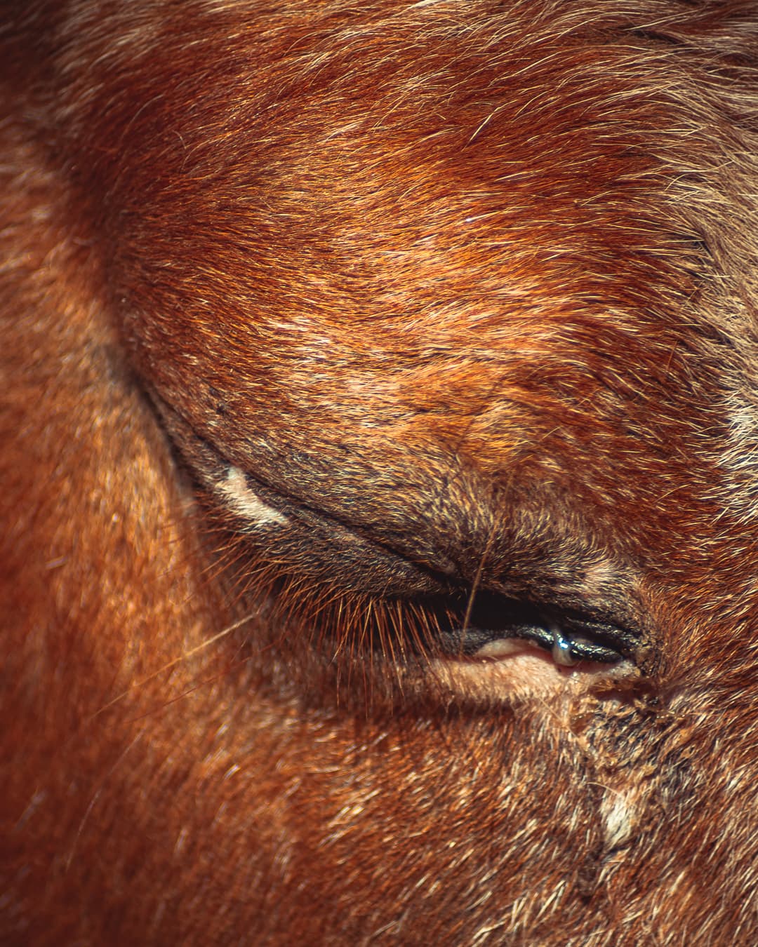 Cheval portrait noble — photographe équestre Aix-en-Provence