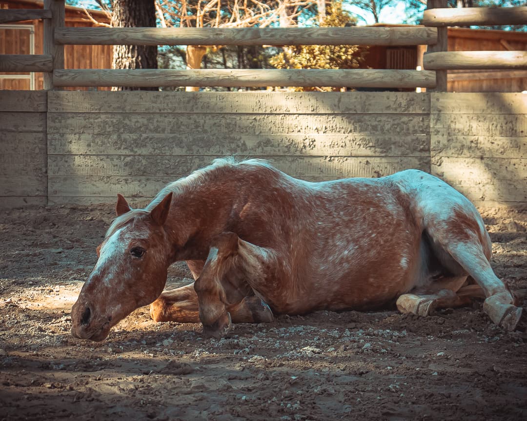 Portrait de cheval au coucher de soleil — Strioscopie