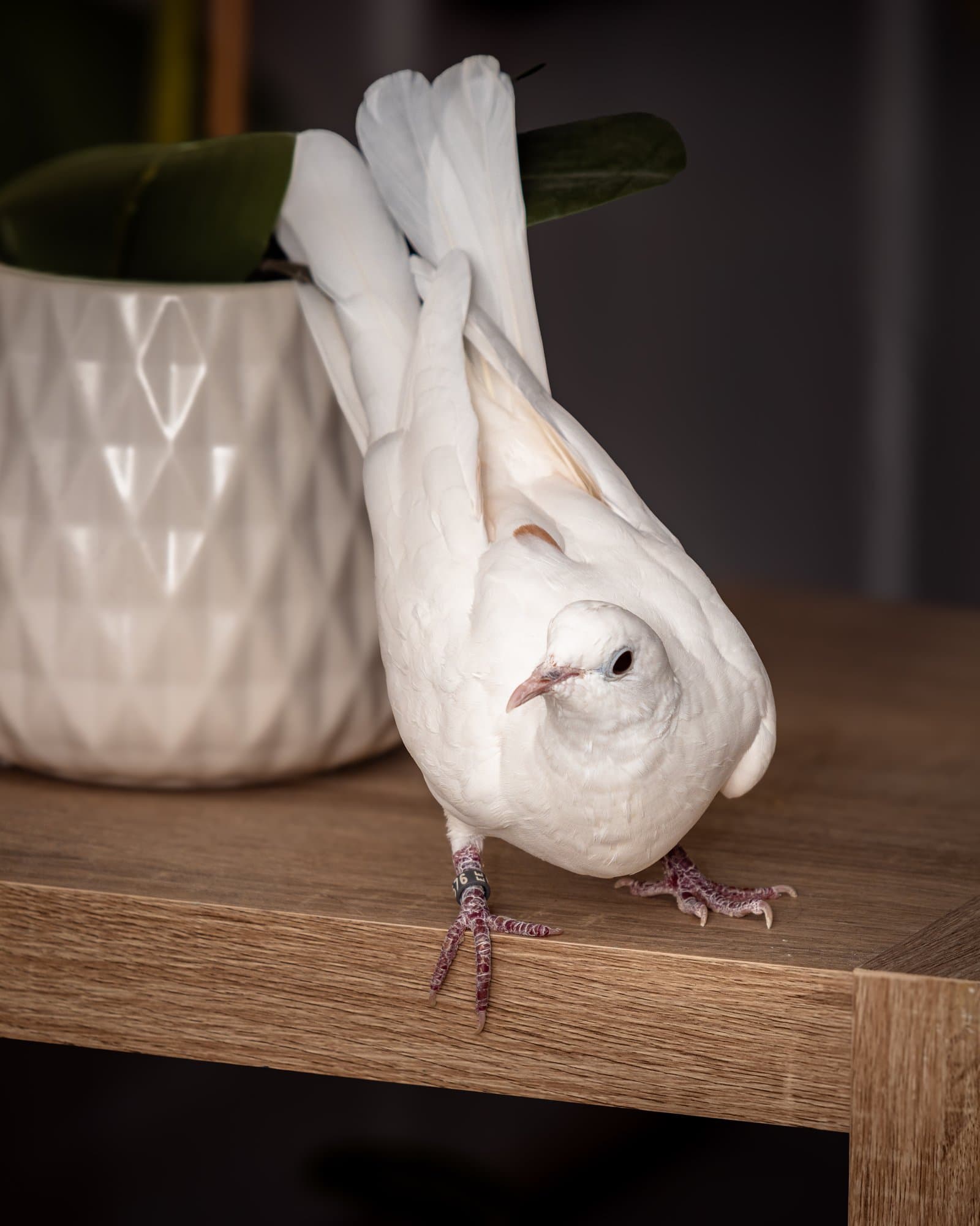 Colombe blanche portrait — photographe oiseaux Pertuis