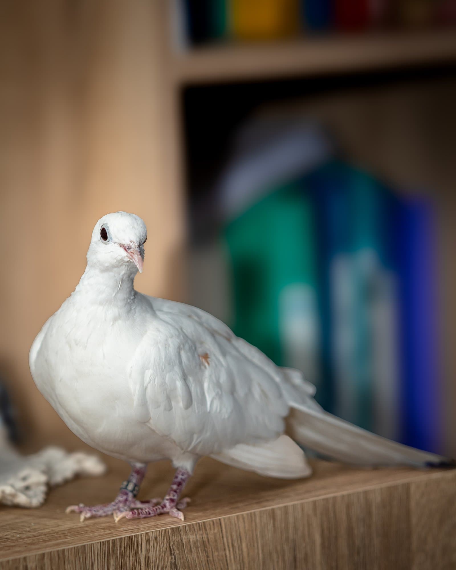 Colombe portrait professionnel — Strioscopie photographe NAC