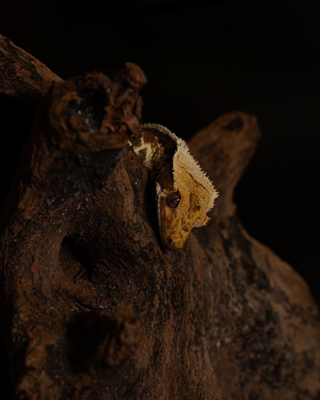 Gecko léopard en gros plan — Strioscopie photographe animalier