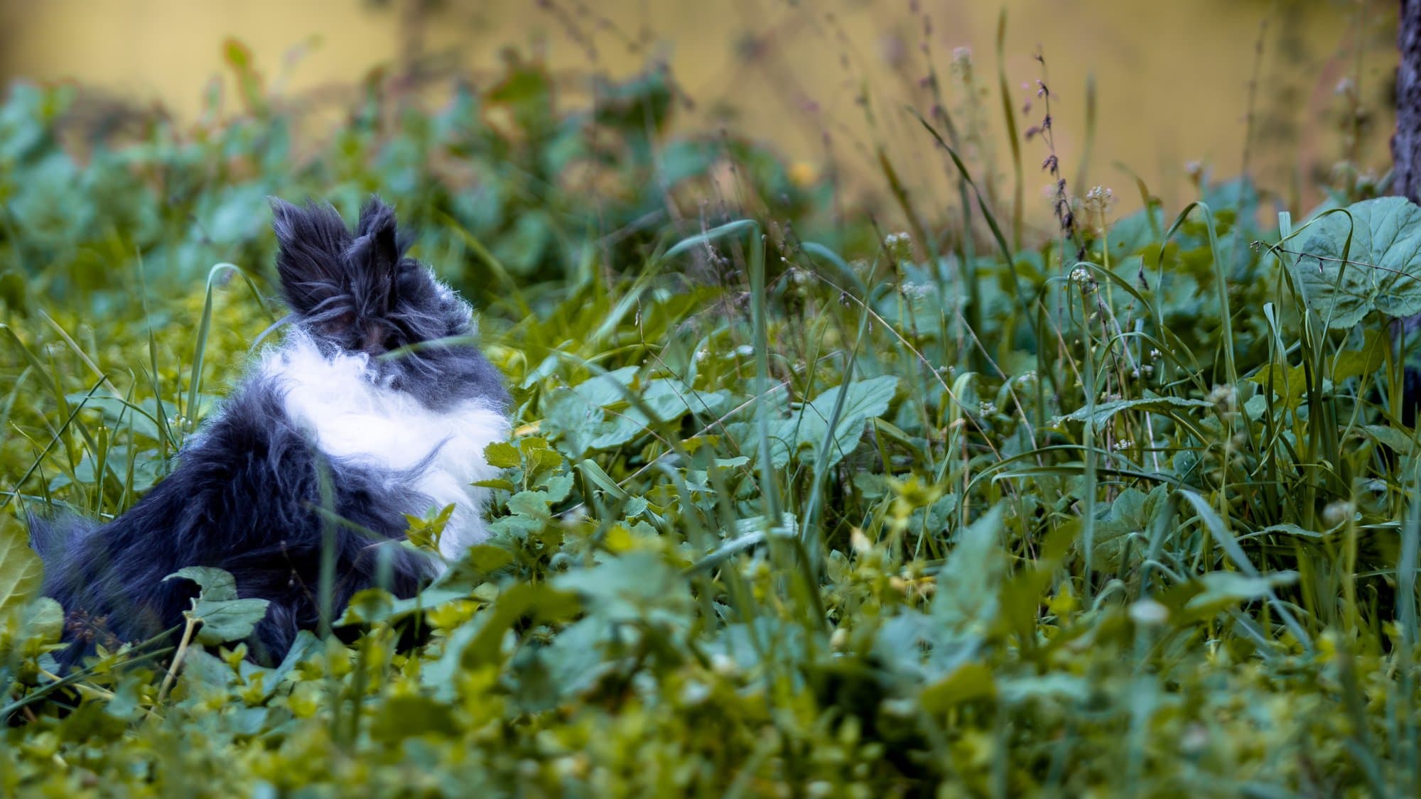 Photographe NAC — Strioscopie photographe animalier