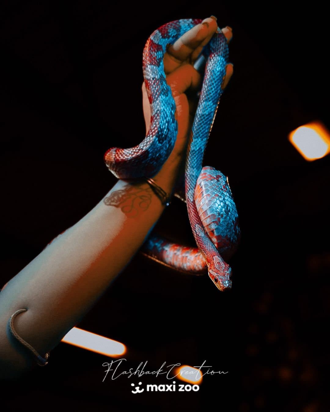 Python portrait — photographe reptiles Aix-en-Provence