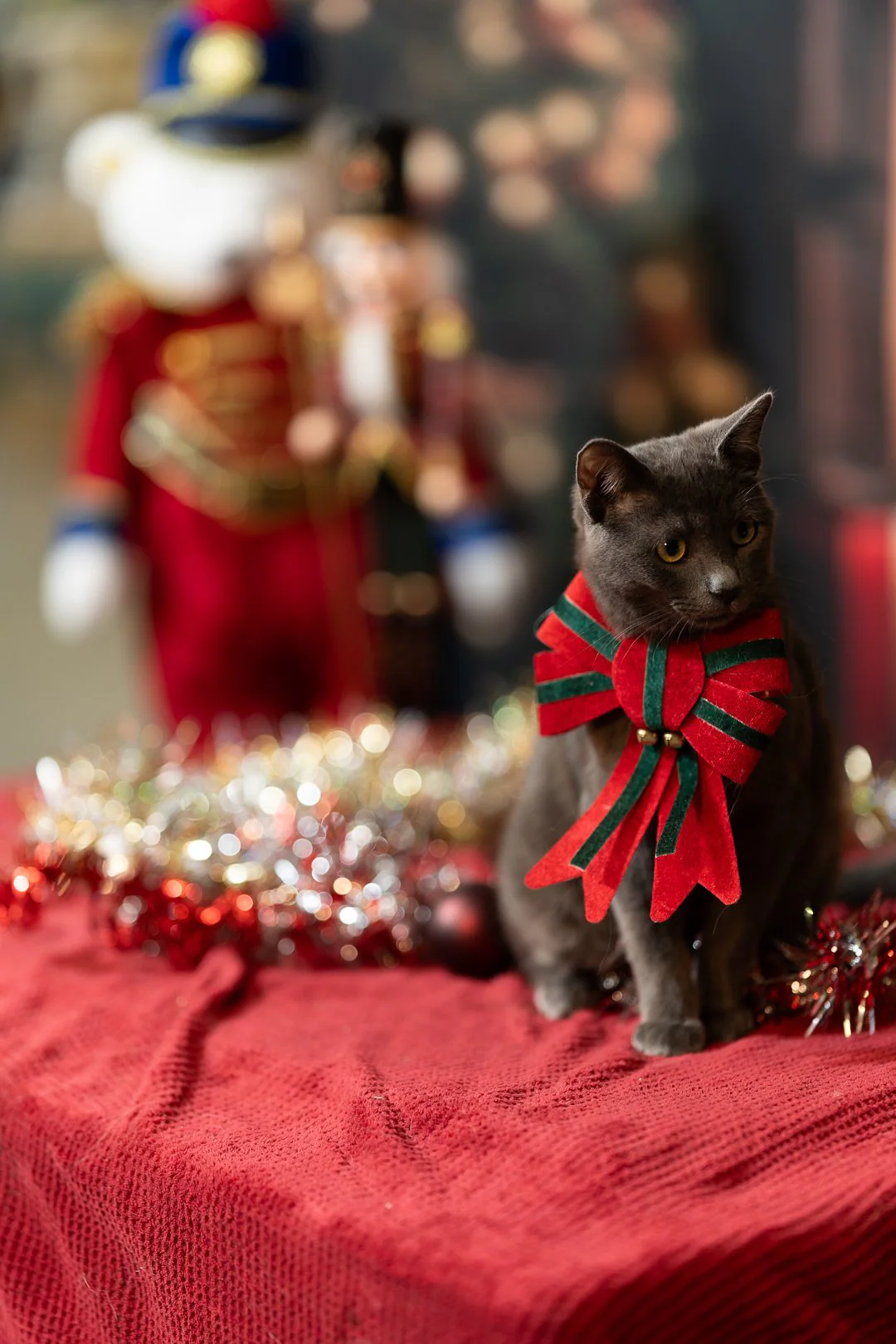 Portrait félin ambiance chaleureuse — photographe animalier Pertuis