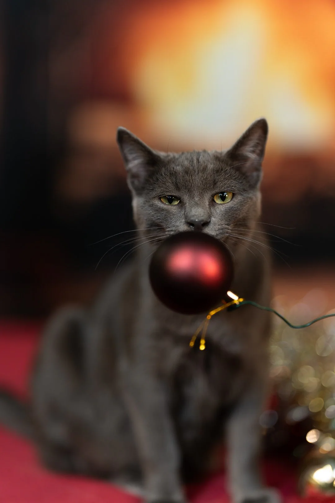 Chat photographié à domicile à Pertuis