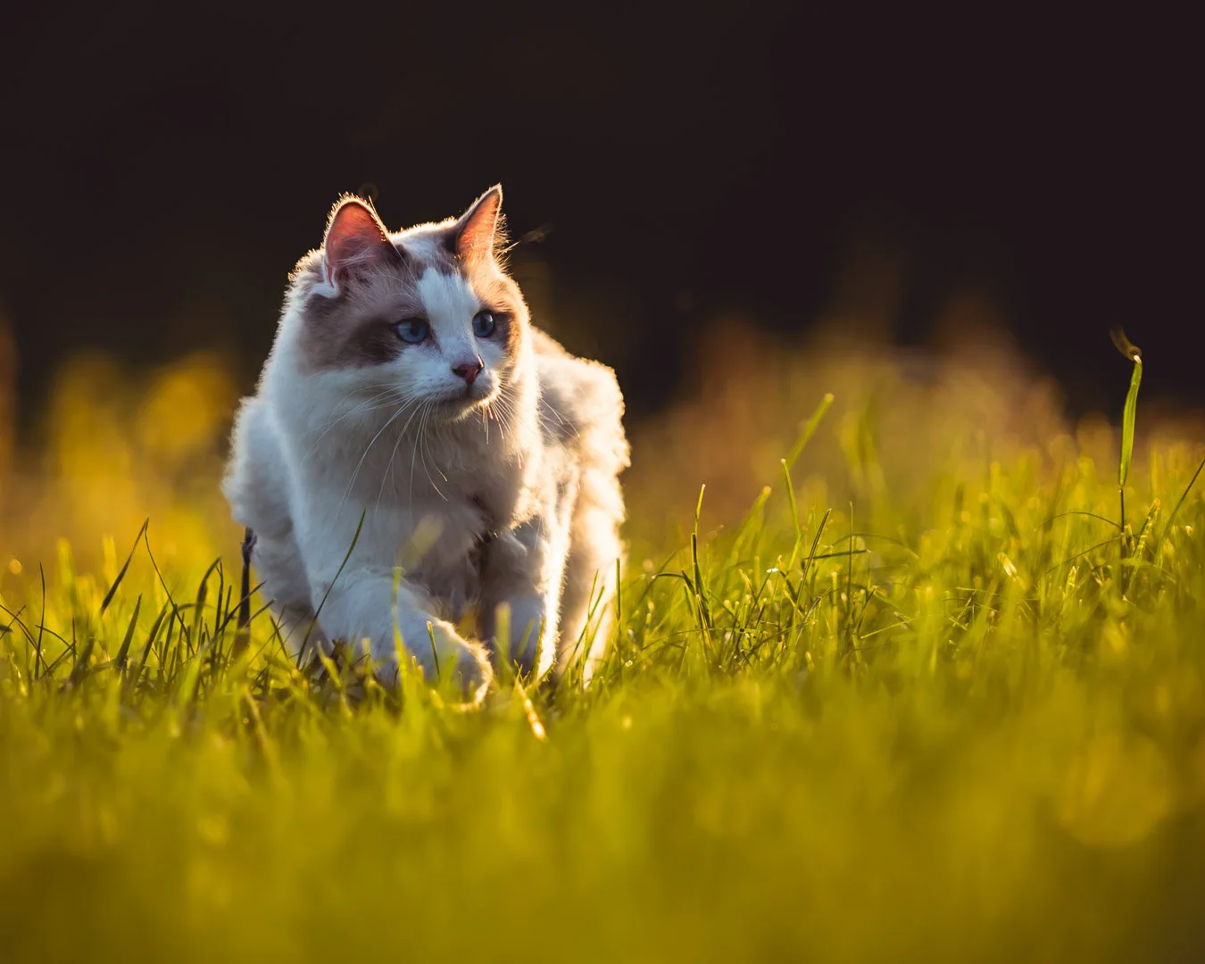 Timon, chat Ragdoll photographié en golden hour par Strioscopie