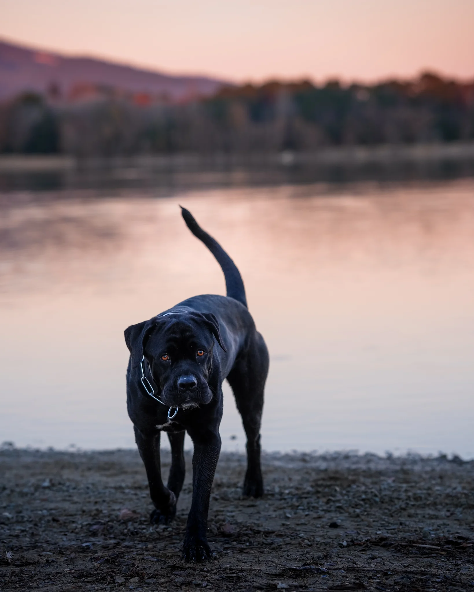 Cane corso noir au lac, fond violet — photographe chien Pertuis