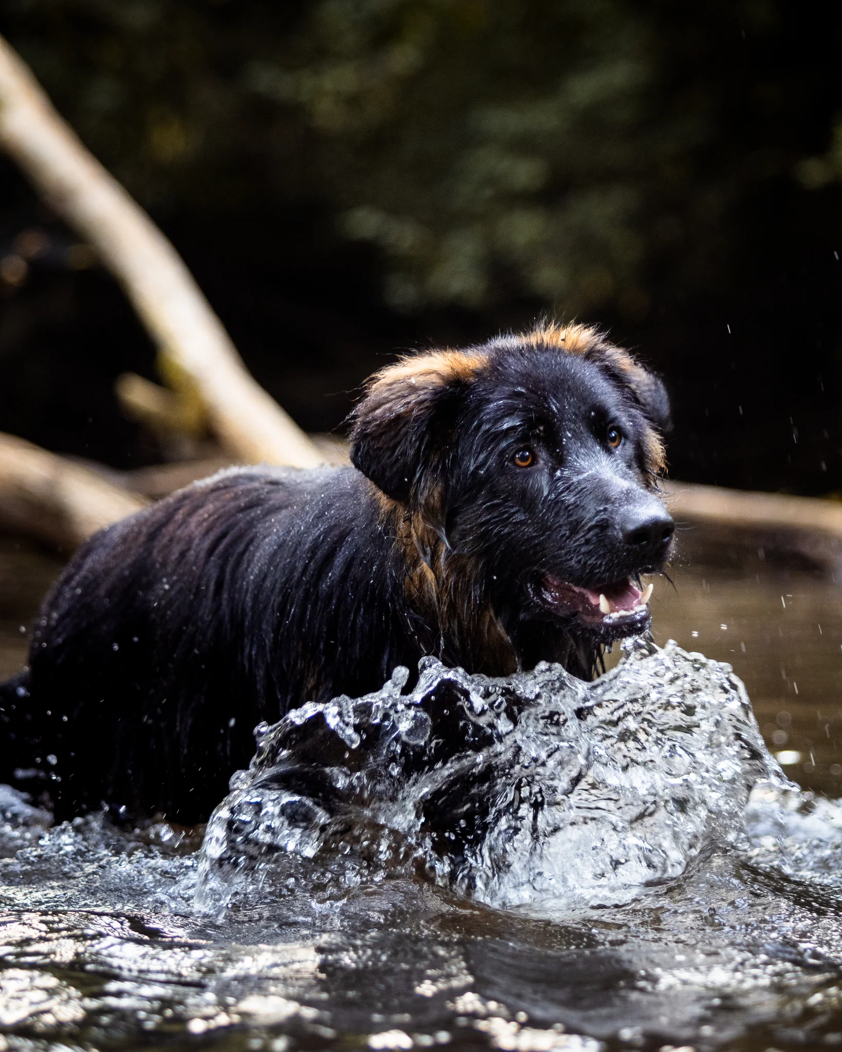 Chien dans l'eau en mouvement — photographe animalier Provence