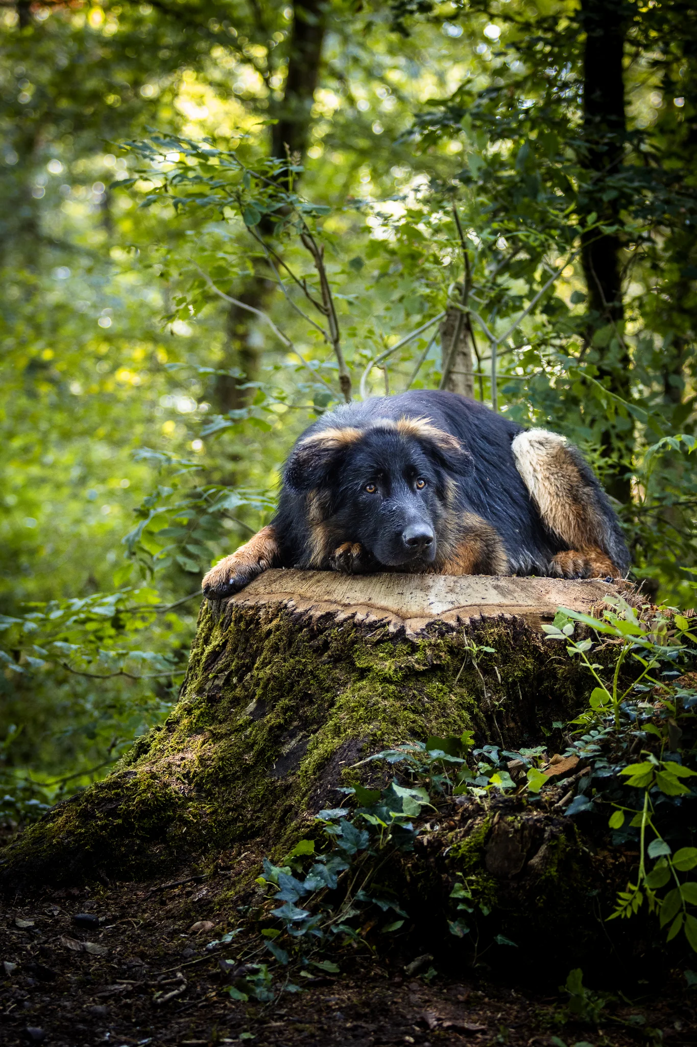 Portrait chien en forêt provençale — Strioscopie