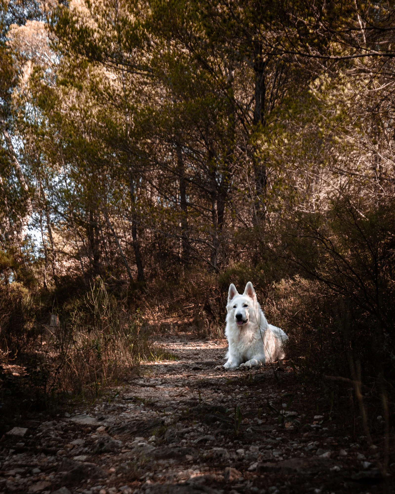Loki, Berger Blanc Suisse, lors d'une séance photo animalière en Provence par Strioscopie