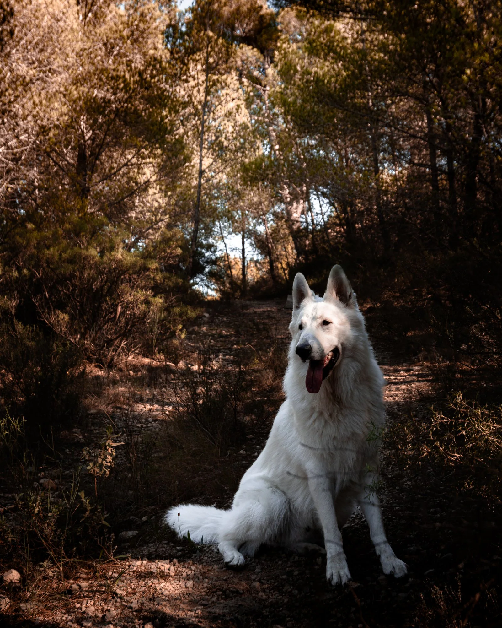 Berger blanc suisse portrait en Provence — Strioscopie