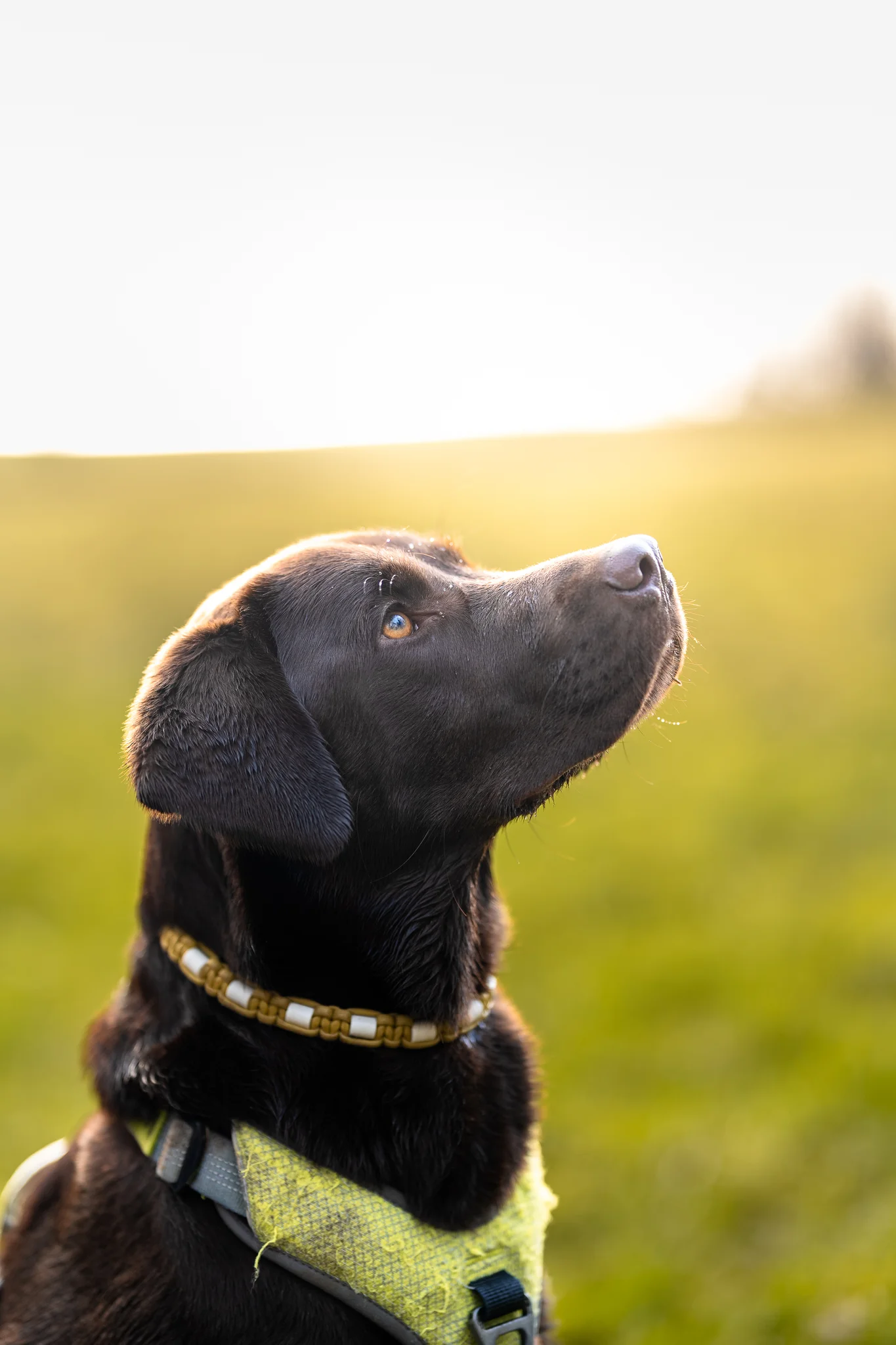 Maïa, labrador dans les herbes vertes et jaunes — Strioscopie