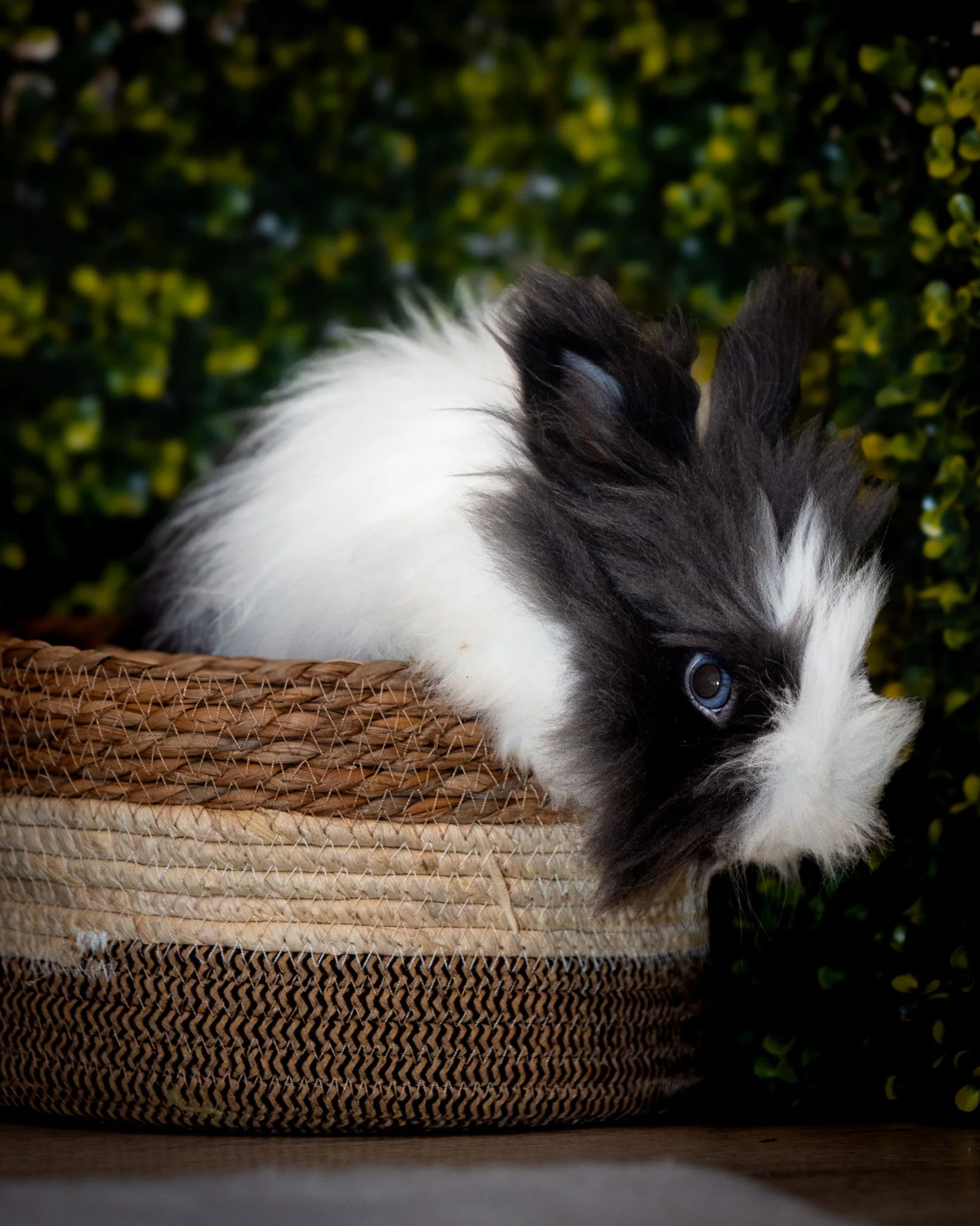 Photographe NAC — Strioscopie photographe animalier Aix-en-Provence