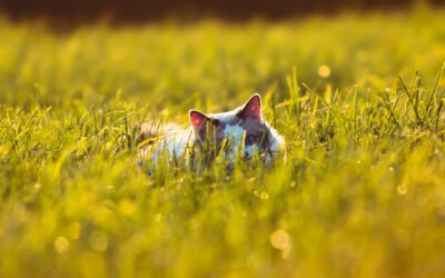 Timon un chat en Slovénie | Photographe animalier