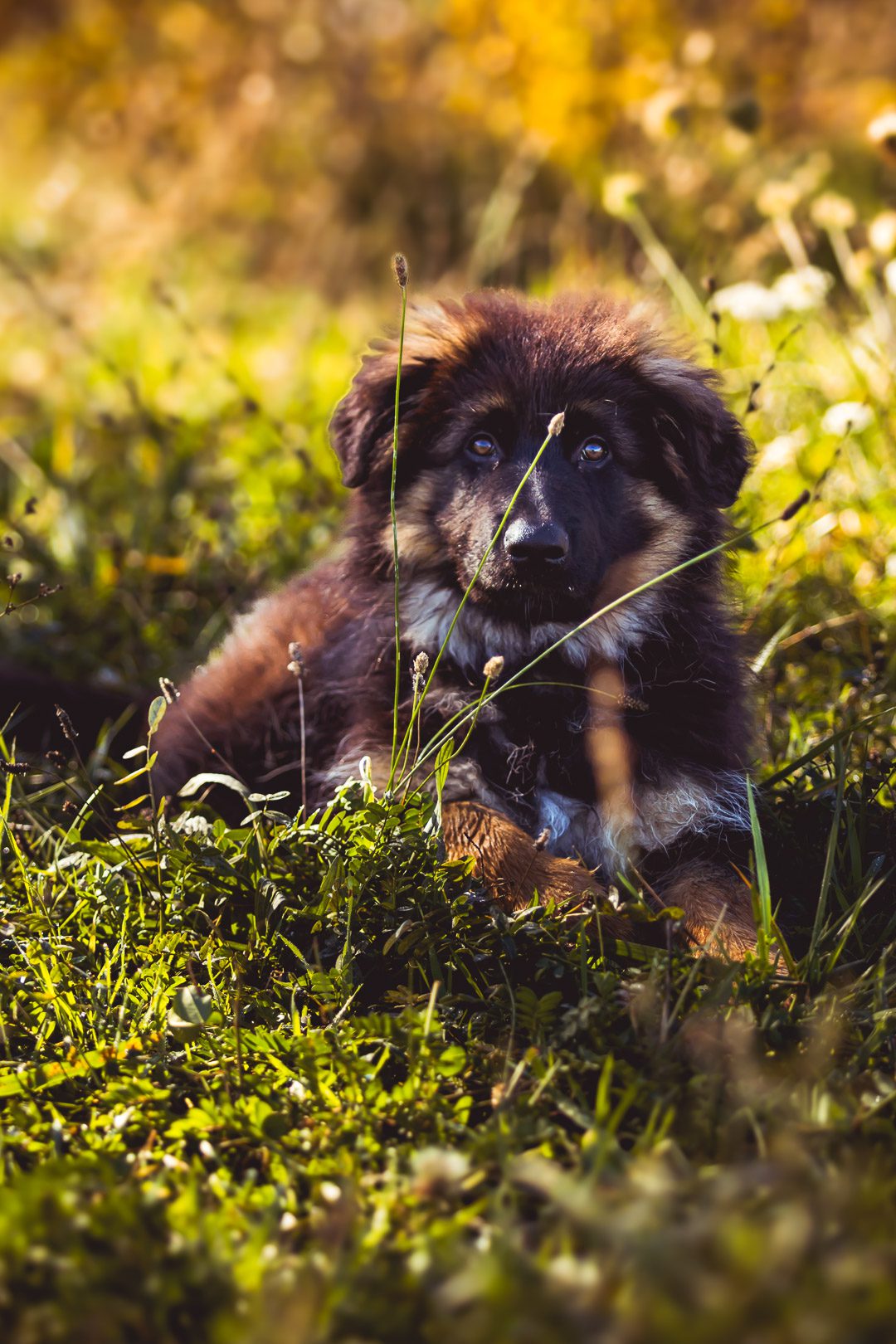 Photo d'un chien prise dans un prés par un photographe animalier sur Aix-en-Provence