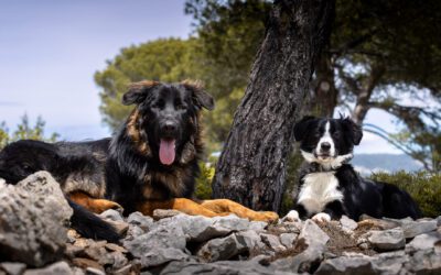 Emotions méditerranéennes | Photographe Chien PACA