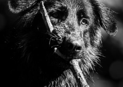 Portrait professionnel chien Berger allemand photographe animalier Aix-en-Provence Lucas Souday