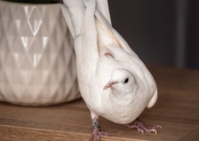 colombe blanche photographe animalier