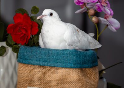 colombe blanche photographe animalier