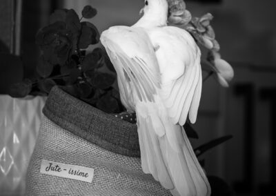 colombe blanche photographe animalier