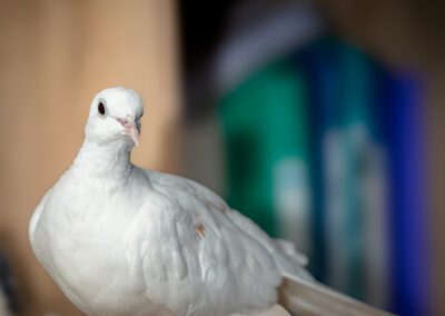 colombe blanche photographe animalier