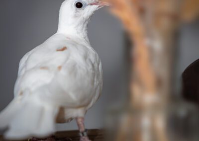 colombe blanche photographe animalier
