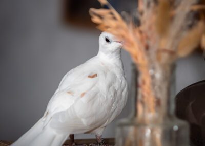 colombe blanche photographe animalier