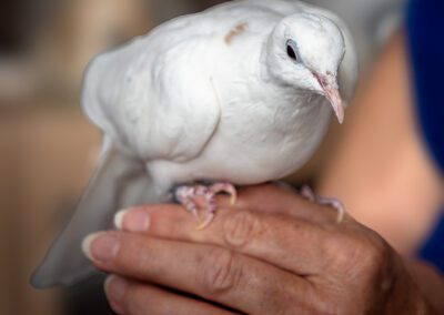colombe blanche photographe animalier