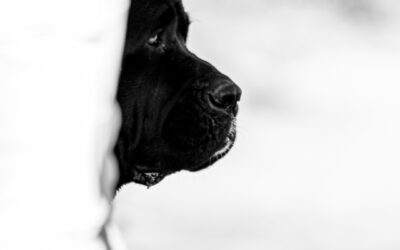 Séance Photo Chien Pertuis | Deux soirée magiques au bord de la Durance