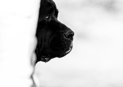 Cane corso photographe animalier